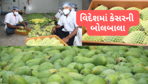 Gujarat Kesar Mango